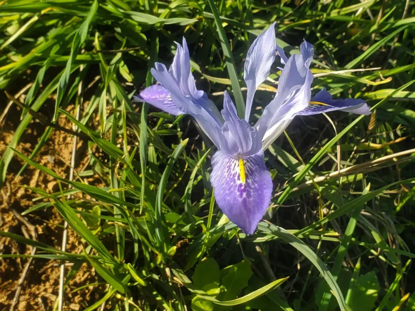 Iris histrio