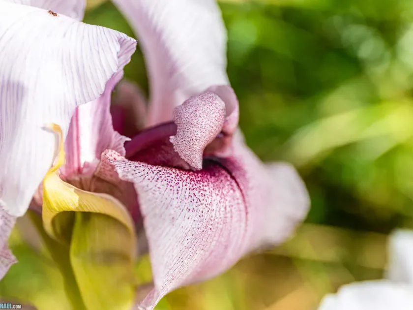 Iris lortetii