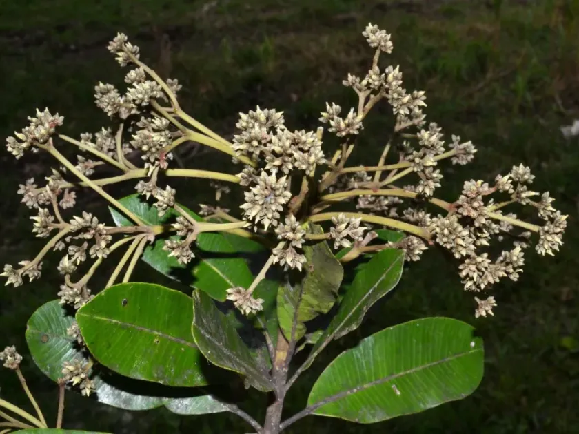 Aspidosperma desmanthum