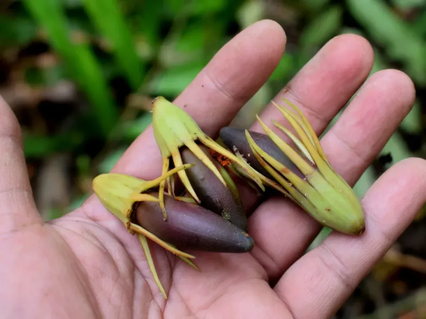 Upriver orange mangrove