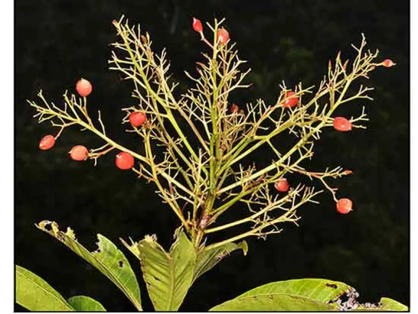 Buchanania insignis
