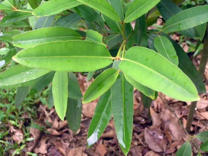 Calophyllum sclerophyllum