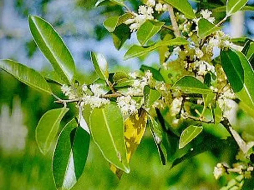 Calophyllum tetrapterum