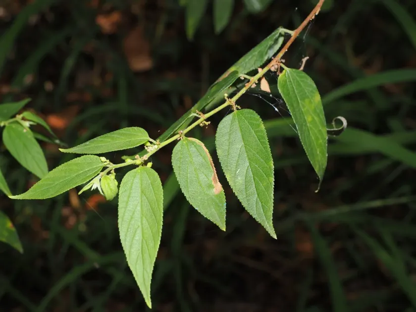 Trema tomentosum