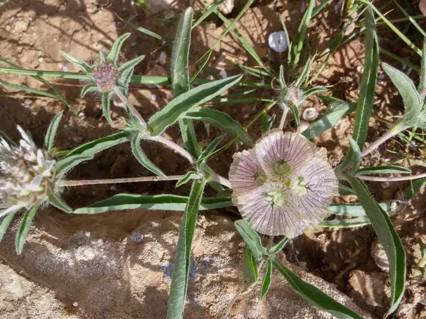 Lomelosia porphyroneura