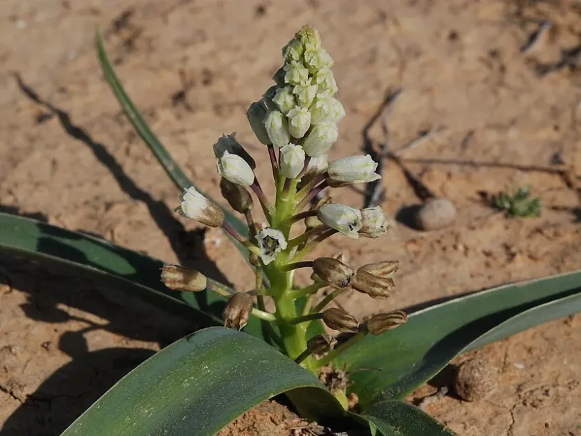 Ivory grape hyacinth