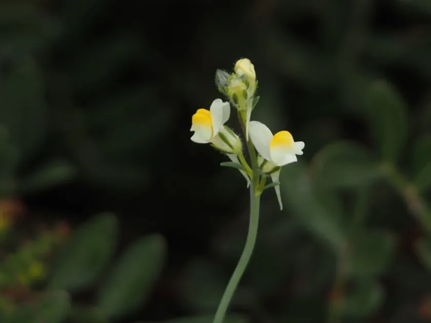 Linaria tenuis