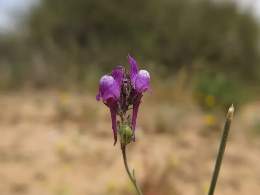 Linaria joppensis