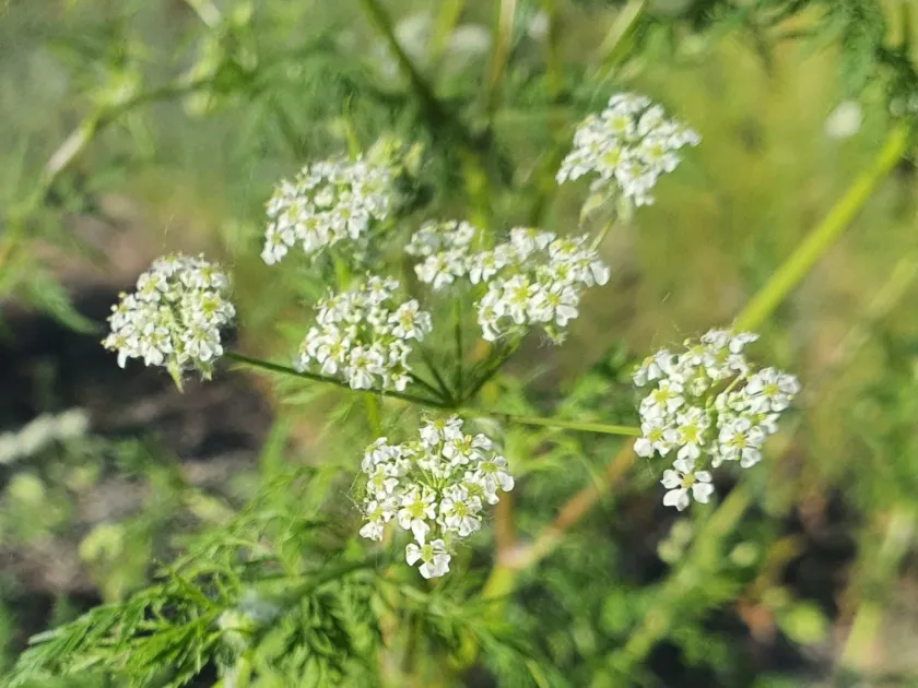 Sphallerocarpus gracilis