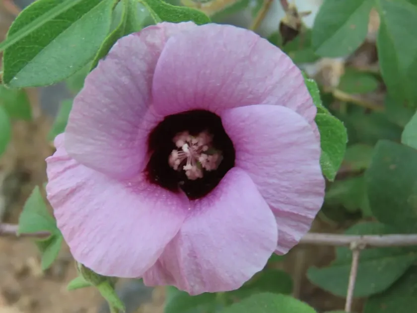 Anomalous cotton