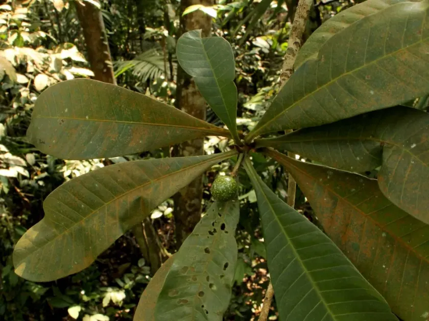 Campnosperma squamatum