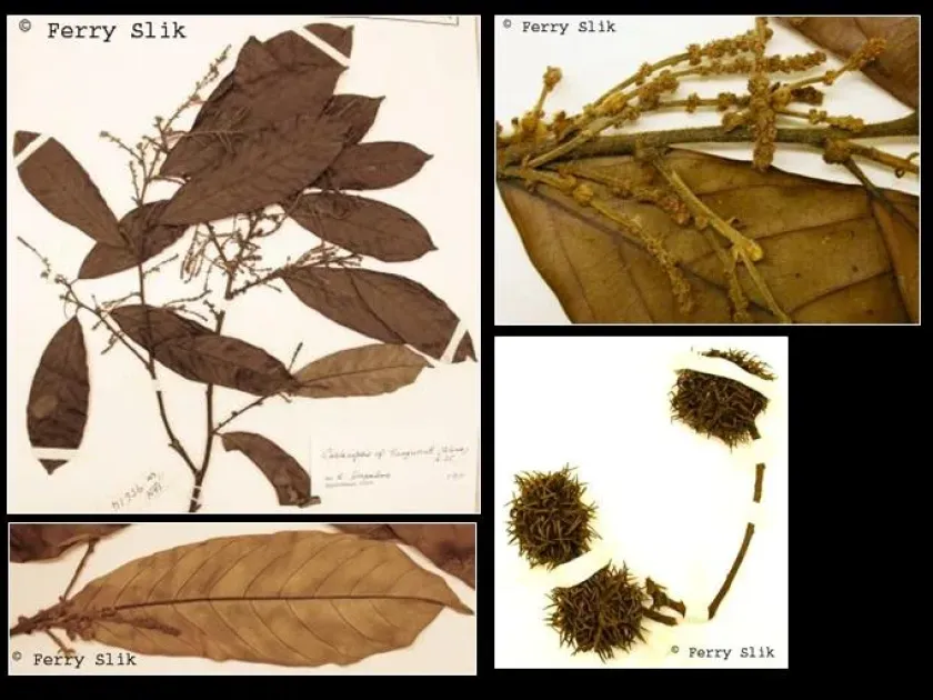 Castanopsis tungurrut