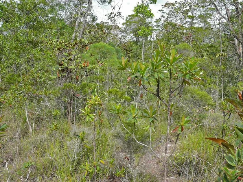 Cotylelobium burckii