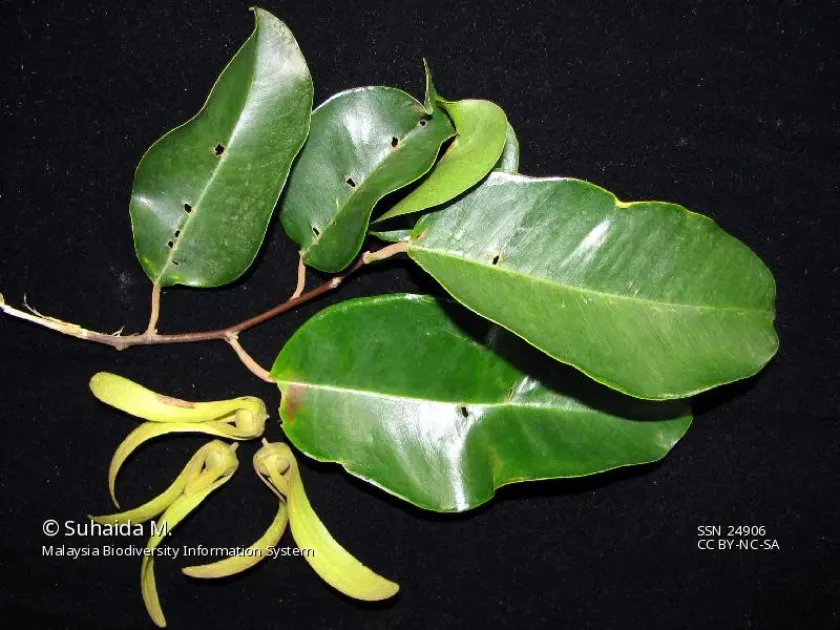 Cotylelobium melanoxylon