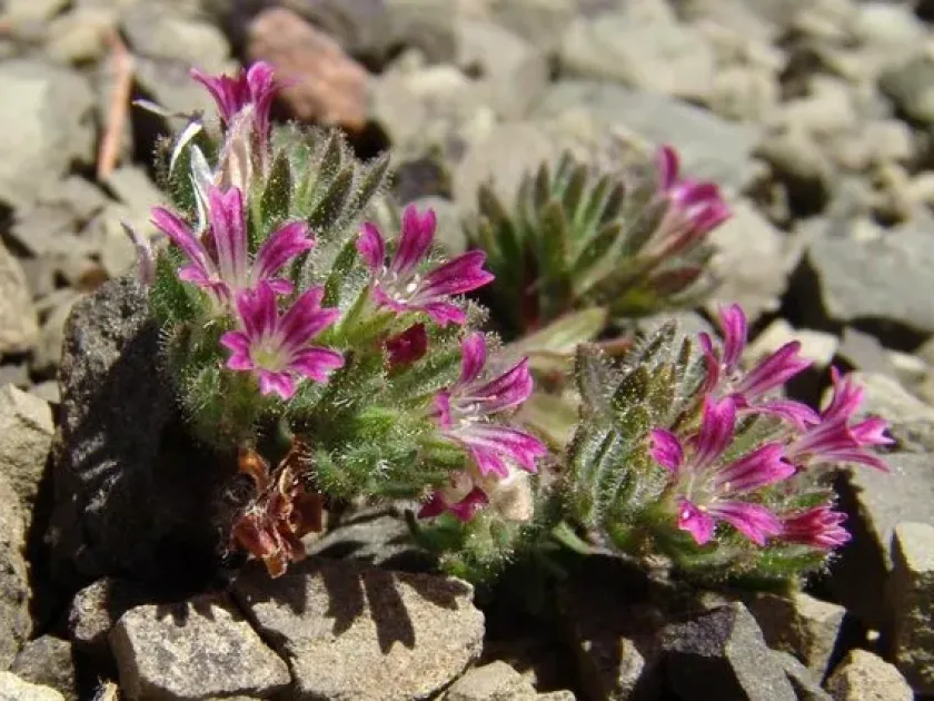 Minuartia globulosa