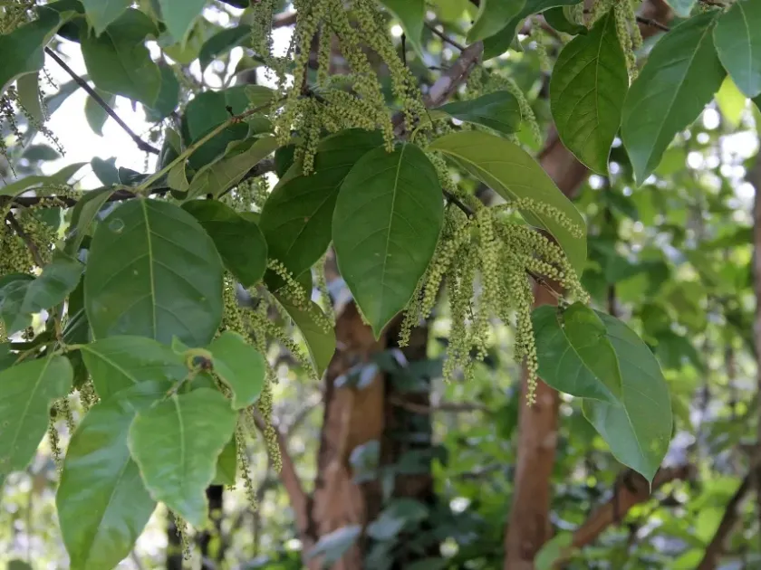 Crypteronia borneensis