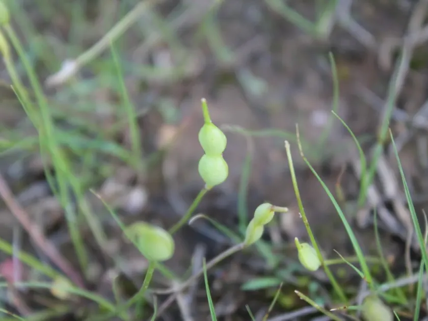 Leavenworthia torulosa