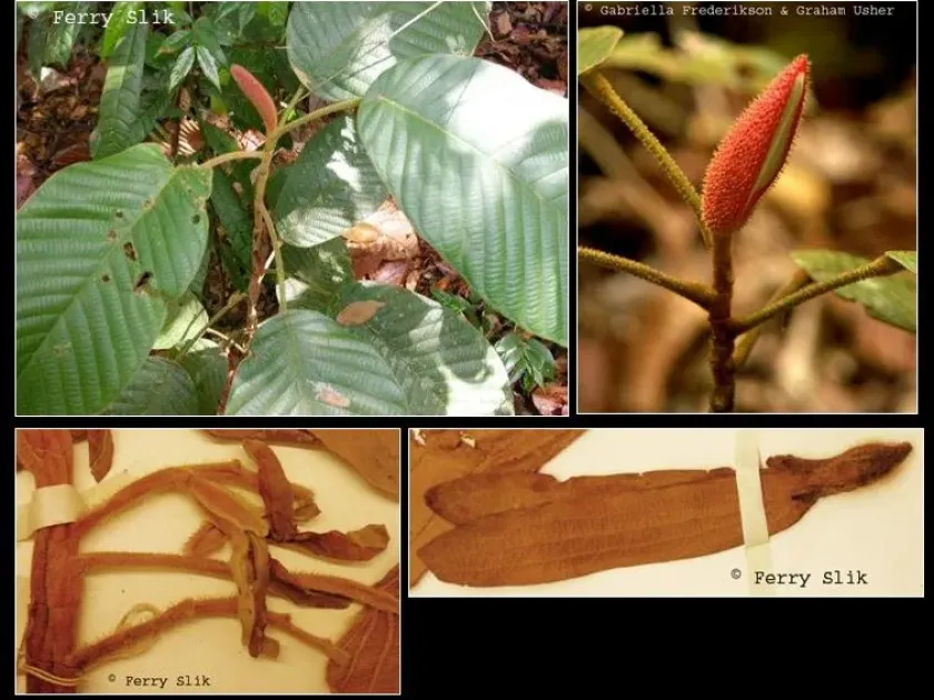 Dipterocarpus confertus
