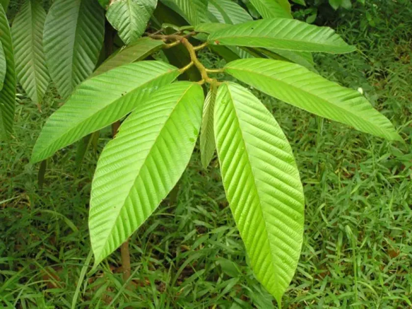 Dipterocarpus rigidus
