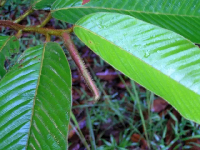 Dipterocarpus caudiferus