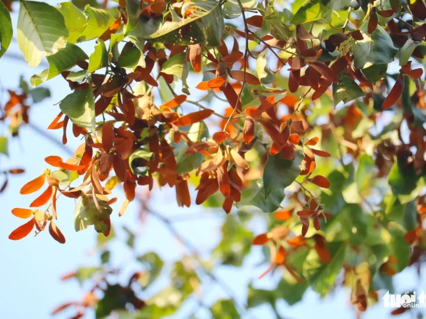 Dipterocarpus retusus