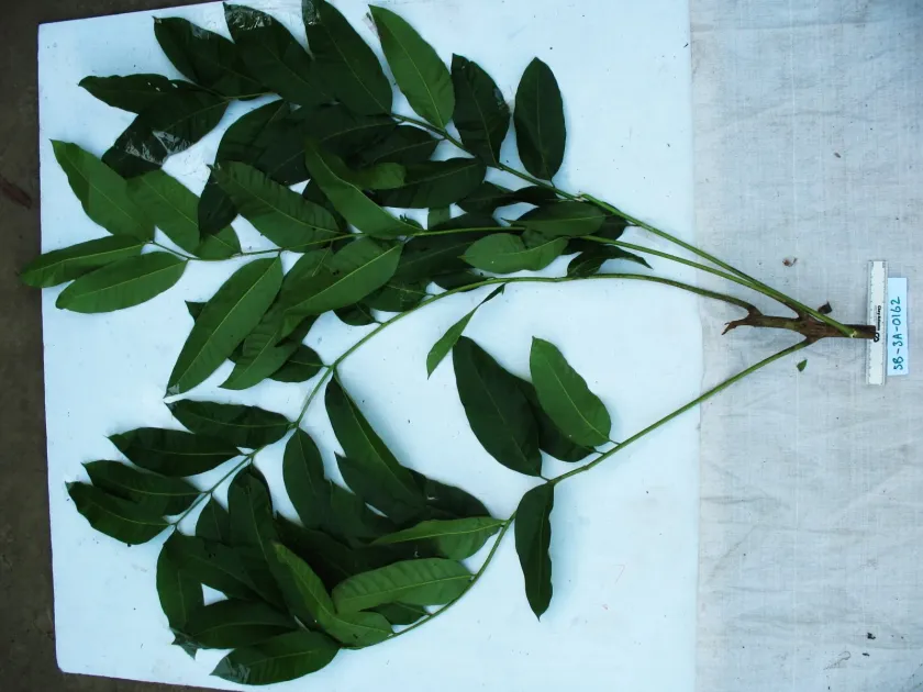 Lentil-fruited Dracontomelon
