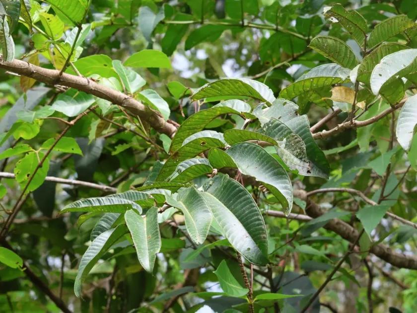 Duabanga moluccana