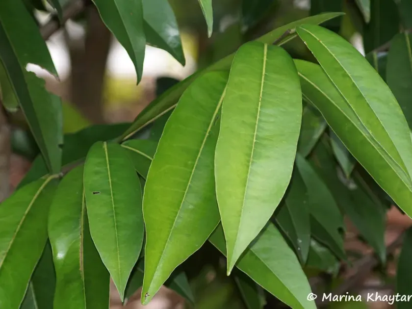 Diospyros pendula