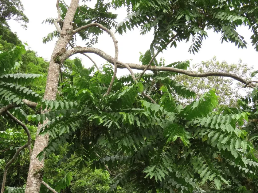 Didymocheton gaudichaudianus