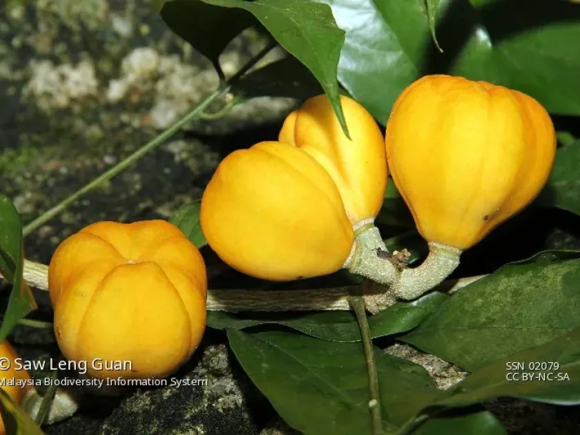 Dysoxylum cyrtobotryum