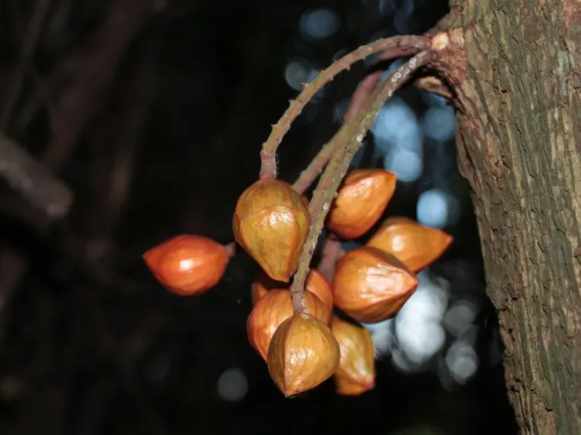 Dysoxylum cauliflorum