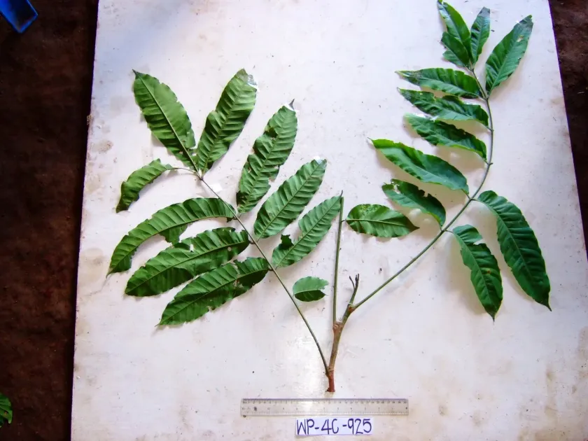 Dysoxylum brassii