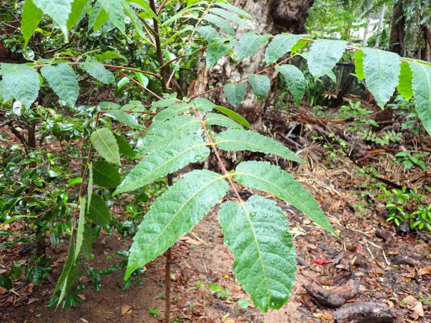 Garuga floribunda