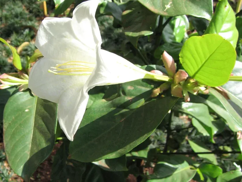 Portlandia grandiflora