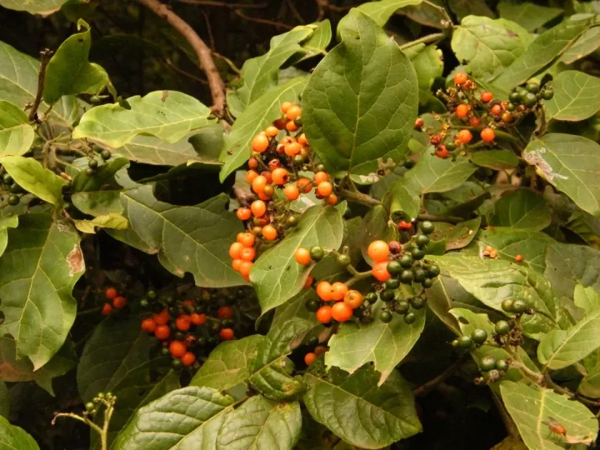 Еретiя двовильчаста