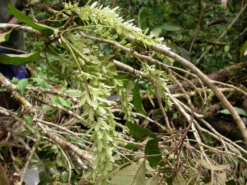 Engelhardia rigida