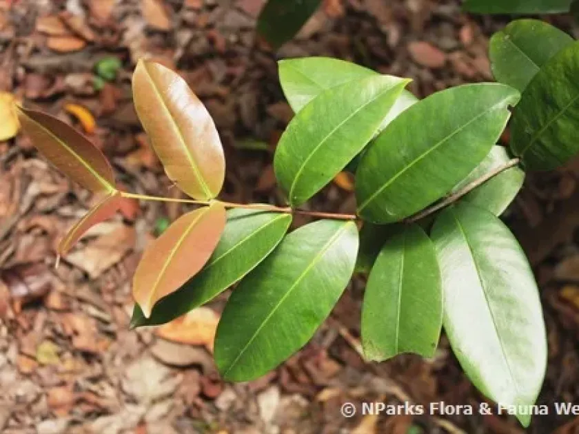 Syzygium subdecussatum