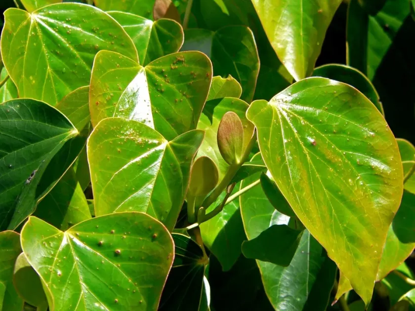 Exbucklandia populnea