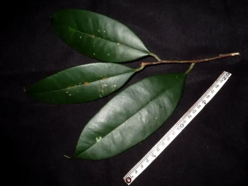 Gonystylus forbesii