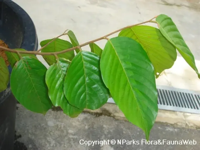 Hopea sangal