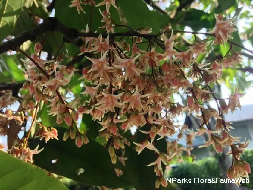 Hopea pentanervia