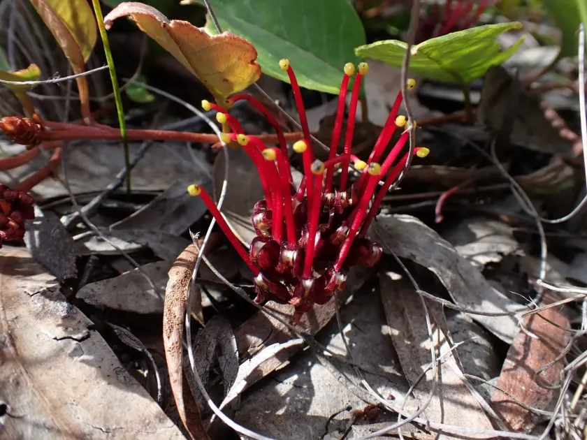 Grevillea laurifolia