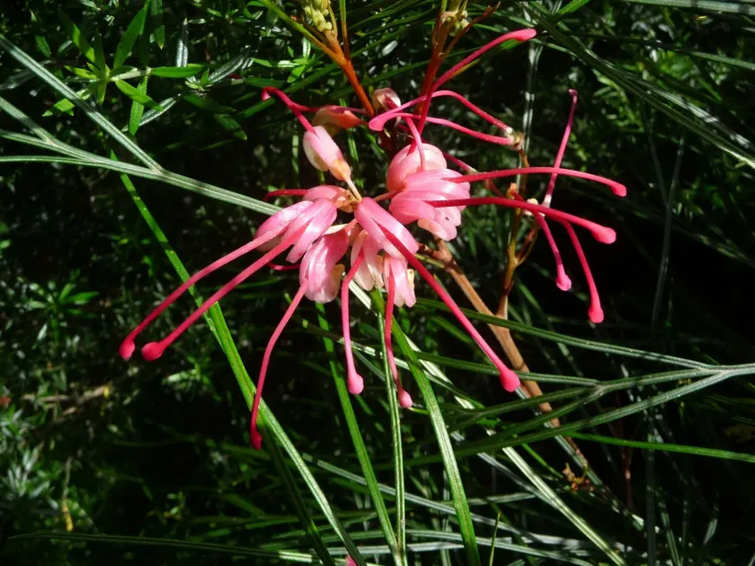 Grevillea longistyla x johnsonii