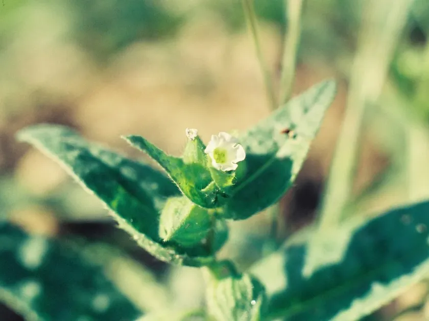 Nonea philistaea