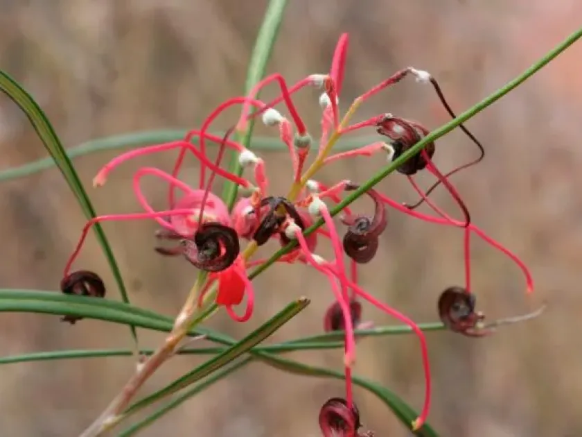 Grevillea longistyla x venusta