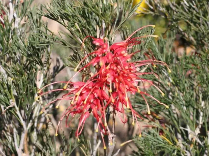 Grevillea obtusifolia