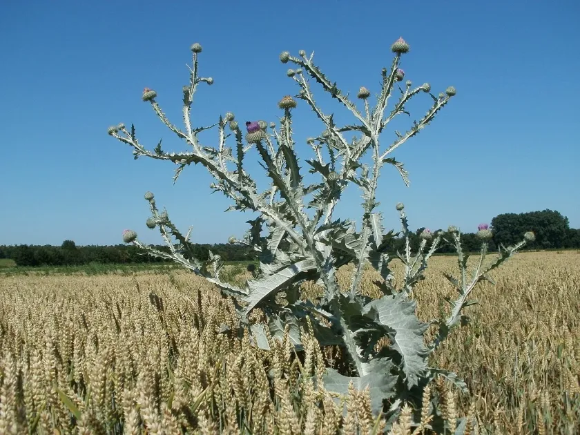 Onopordum floccosum