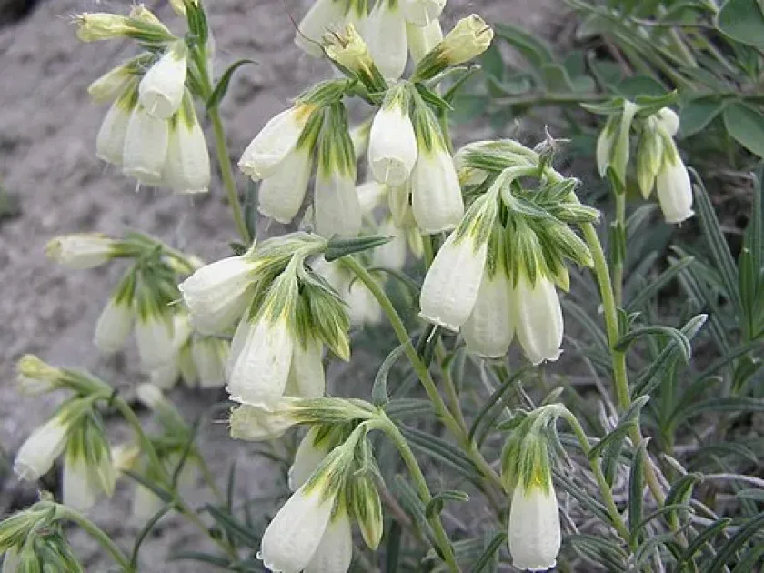Onosma echinata