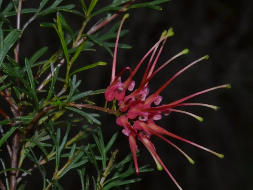 Grevillea thelemanniana