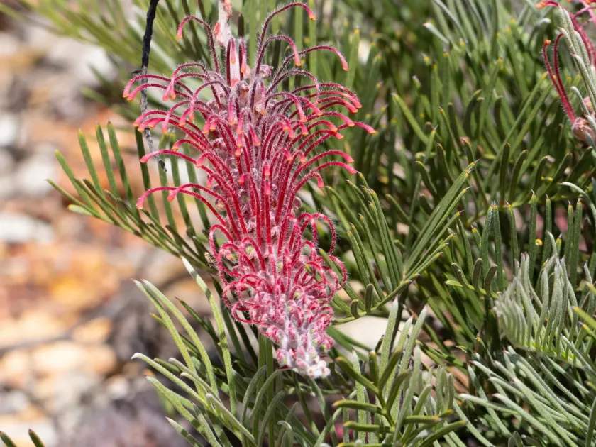 Grevillea thyrsoides